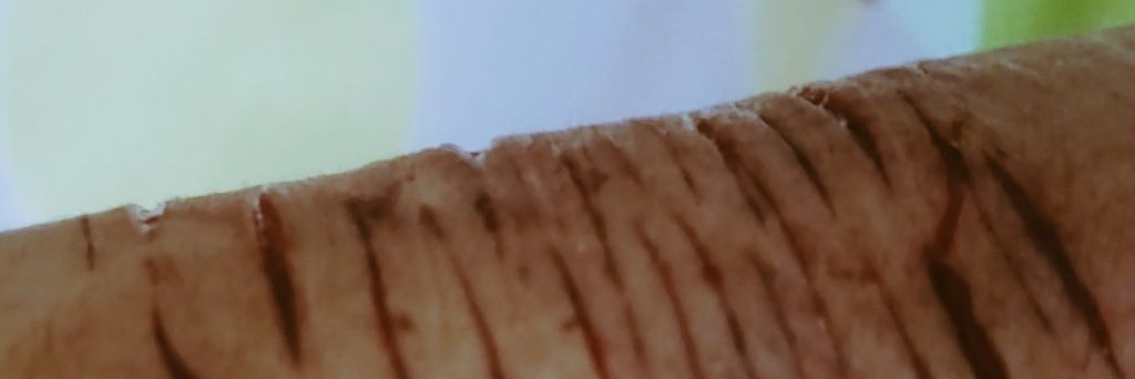 Noma | Gregor of Shtwt banner