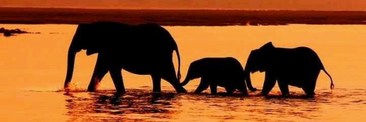 Flakey Figglehorn banner