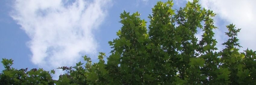 𝐌𝐀𝐍𝐄𝐀𝐓𝐄𝐑 banner