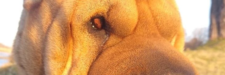 davidrebella's profile banner image