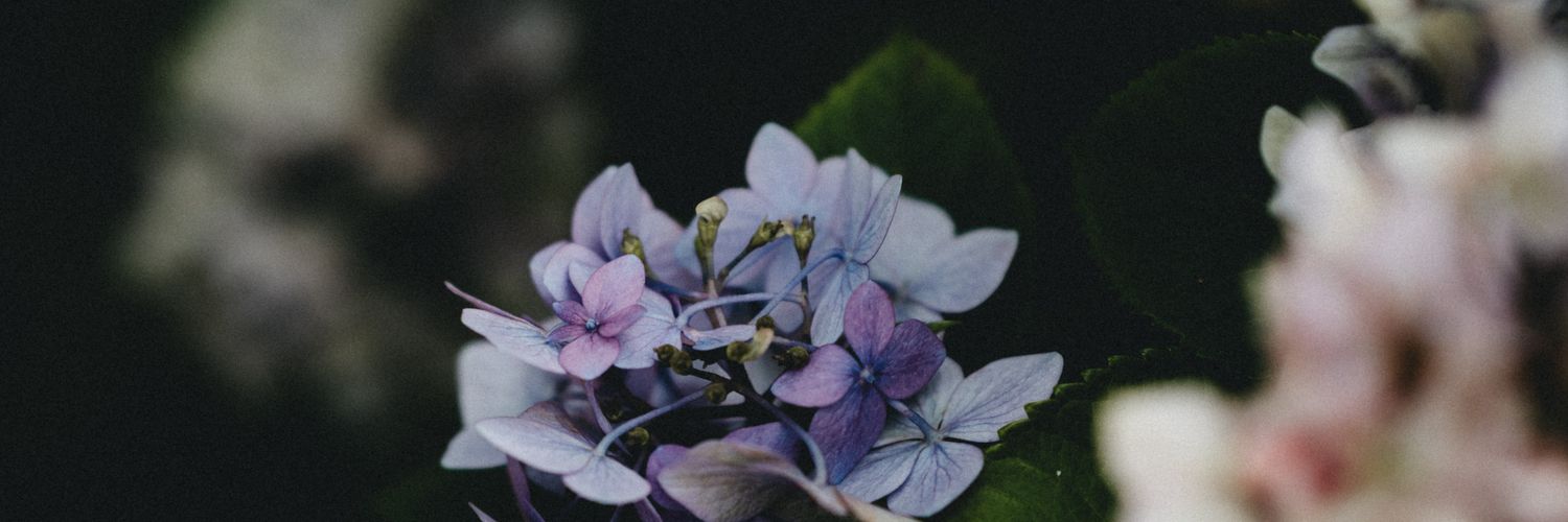 aniC17's profile banner image