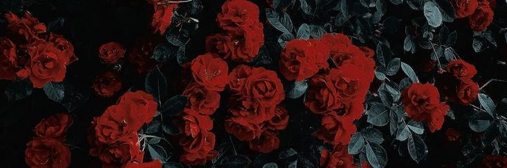 Rose 🥀 banner