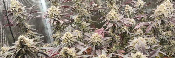 elveedro Profile Banner