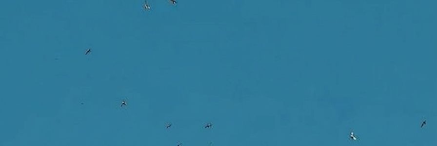 Fluxo 🐉 banner