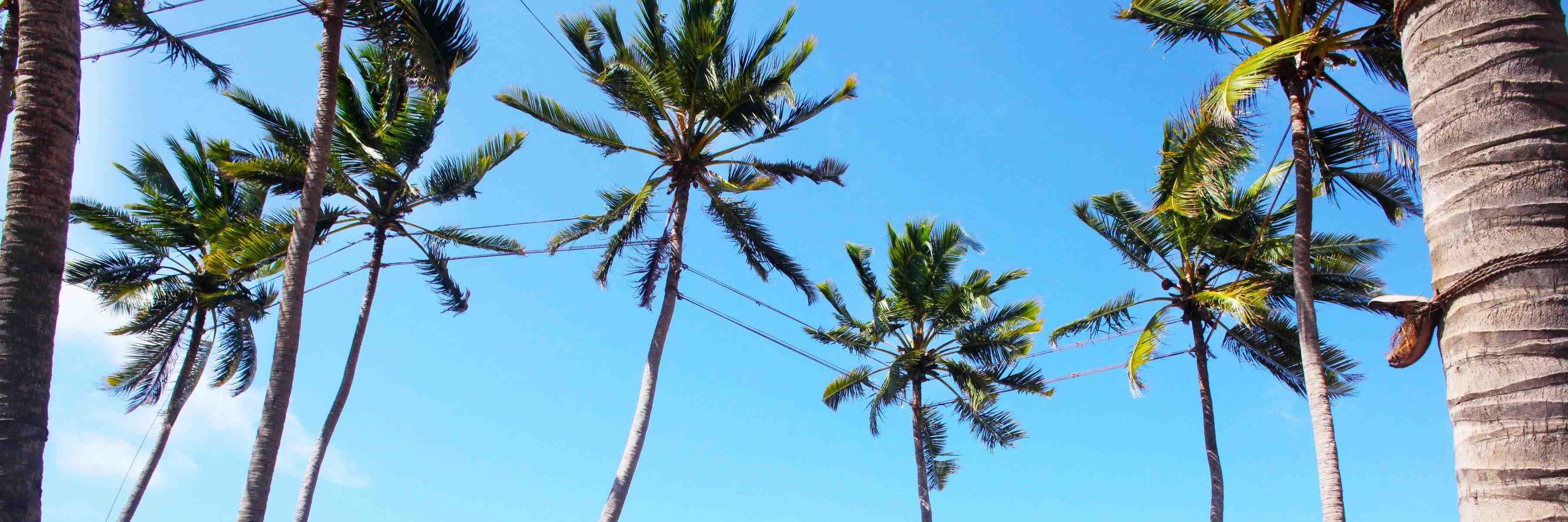 Ceylon Arrack banner