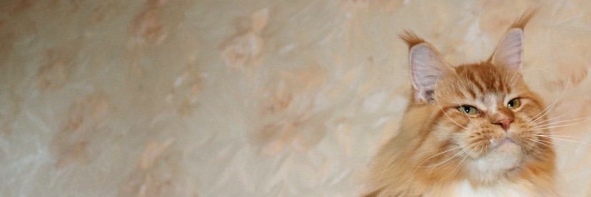 Maine Coon Breeder banner