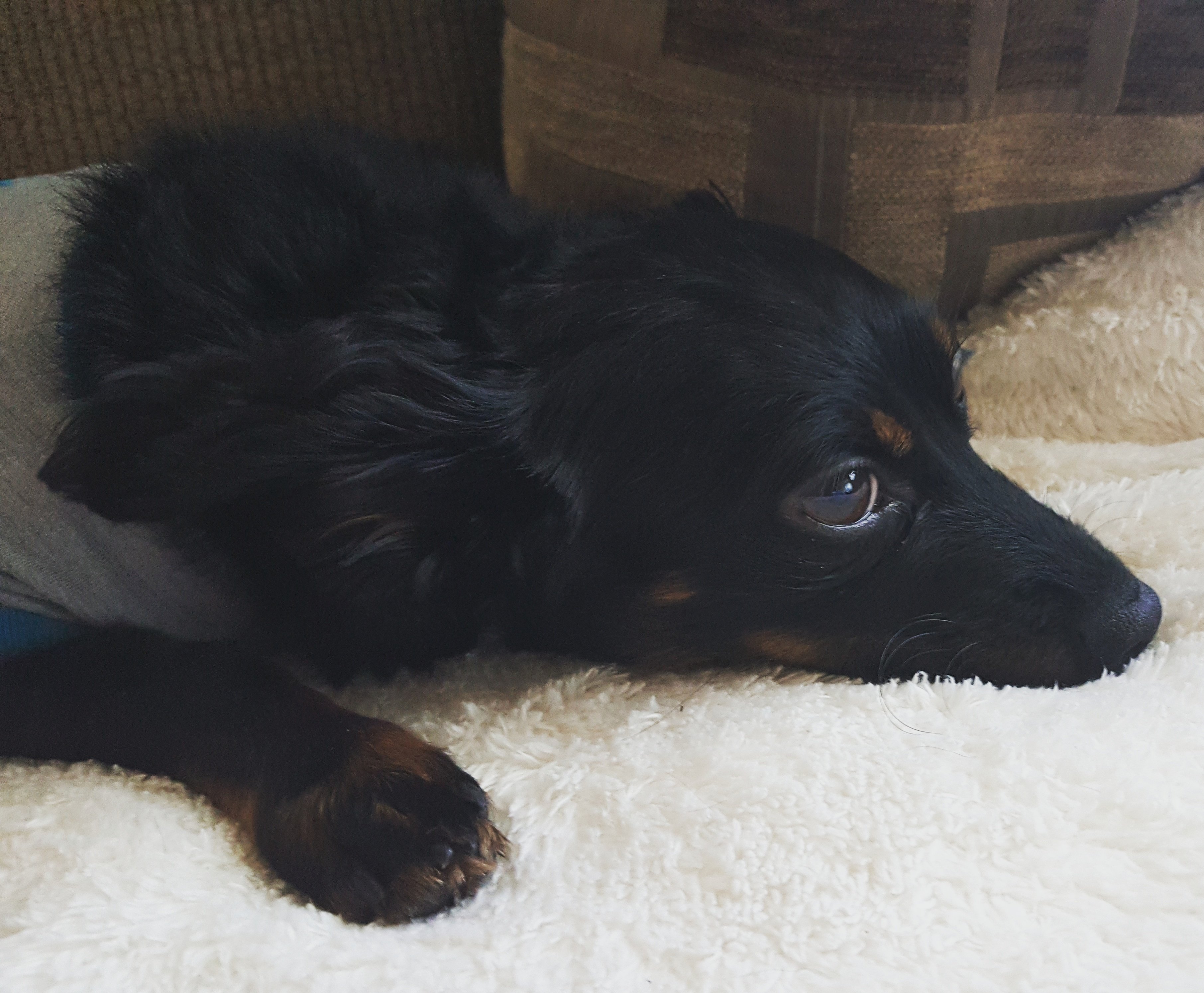 A. Williams, PhD banner