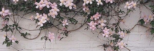 Bithi🎗️| Builder banner