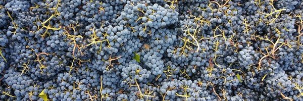 ChabertonWinery Profile Banner