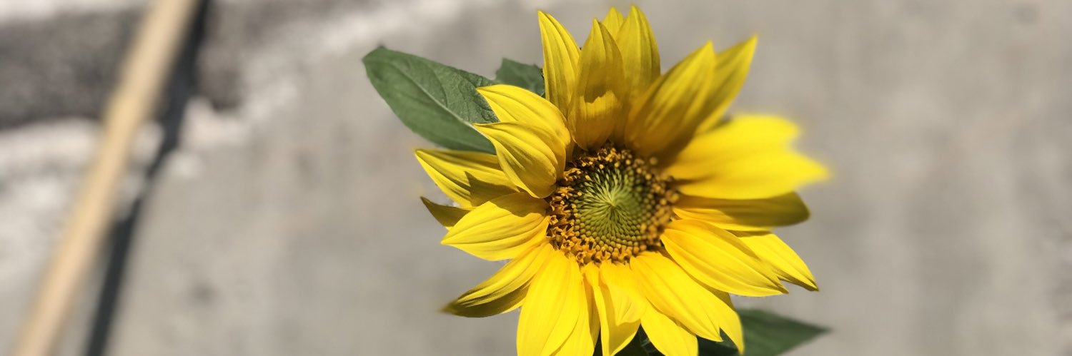 Pamelitahuerro's profile banner image