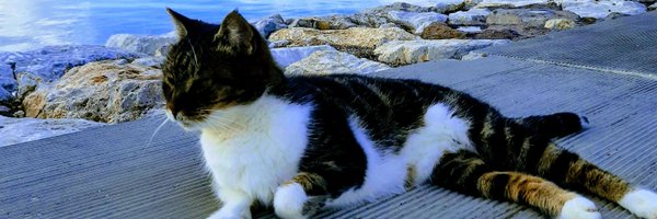 TayhanGok Profile Banner