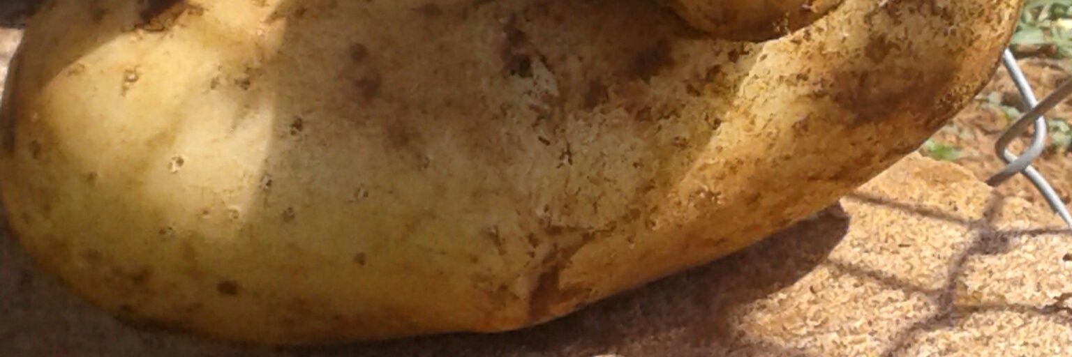 Biggazz_P4's profile banner image