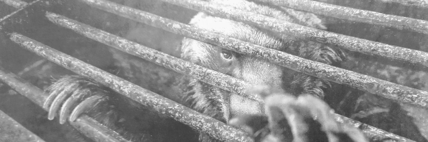 Kumaningen_74's profile banner image