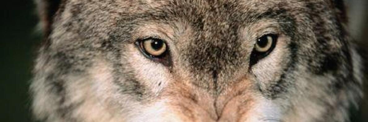 spencegrrr's profile banner image