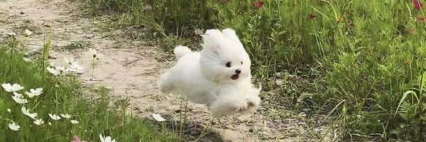 daisiescloudsss Profile Banner