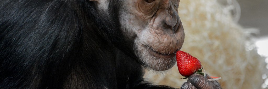 monkey michael's banner