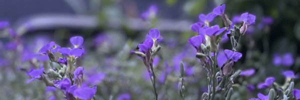 Arj_sr Profile Banner