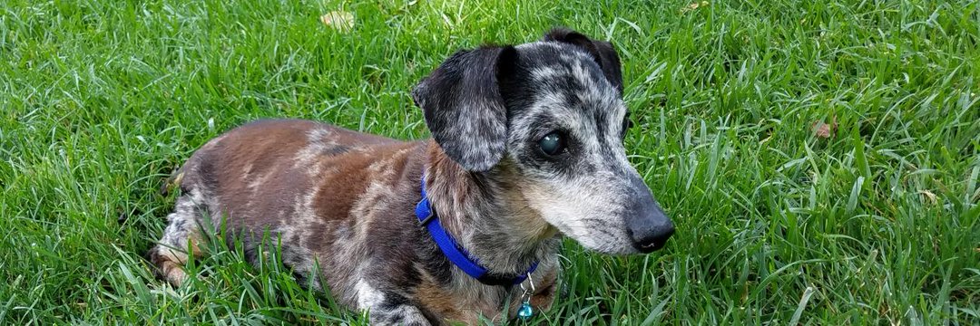 BattyMidge~💙🐾💙~Gabe~💙🐾 💙 banner