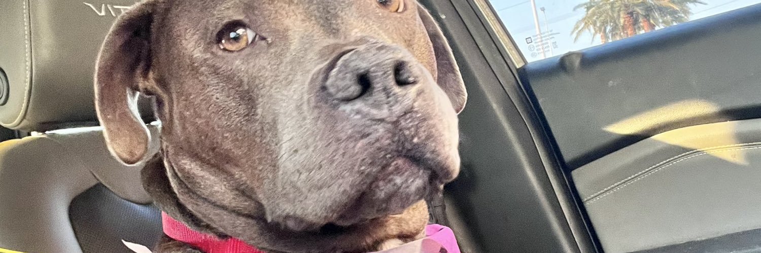 Savay Elizabeth banner