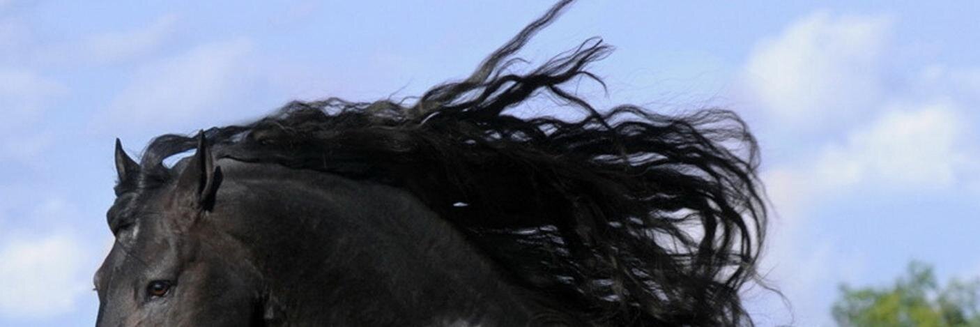 coucheval's profile banner image