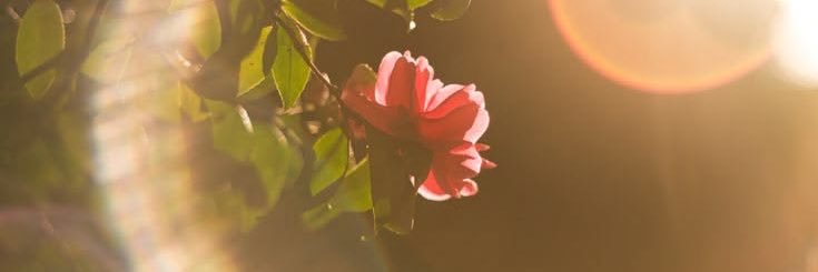 sarı çiçek banner