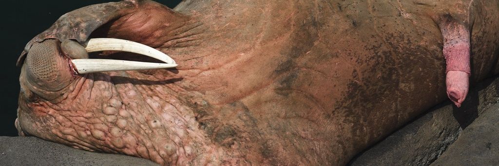 Dr. J. Poopcocks's banner