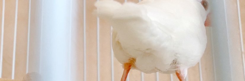 apeapeman2's profile banner image
