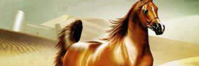 essam48600280's profile banner image