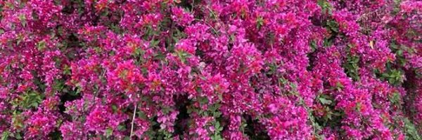 mysterioussu Profile Banner