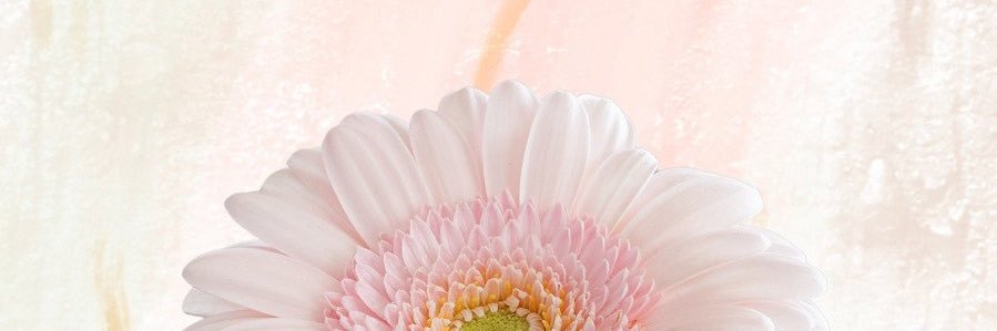 cloverleaf1004's profile banner image