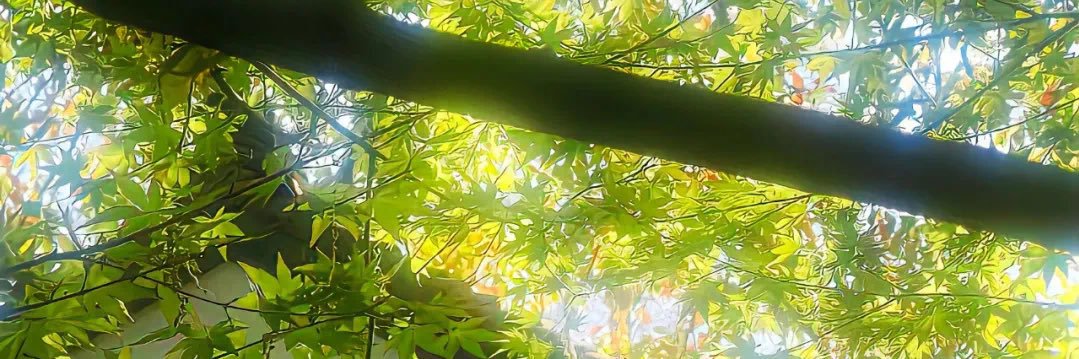 芝芝和小狗的日常 banner