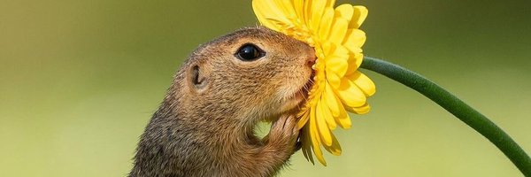 nuttinessnature Profile Banner