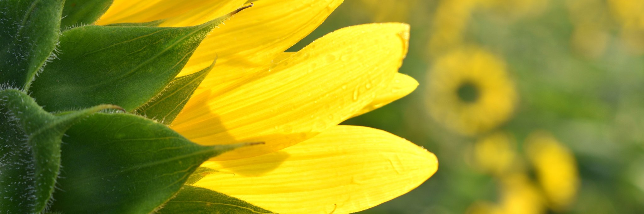 boldlygosolo's profile banner image
