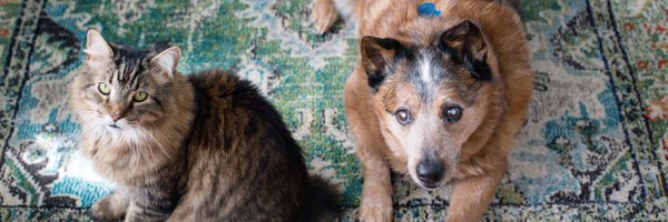 evercarly Profile Banner