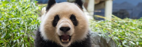 qingbaopandadc Profile Banner