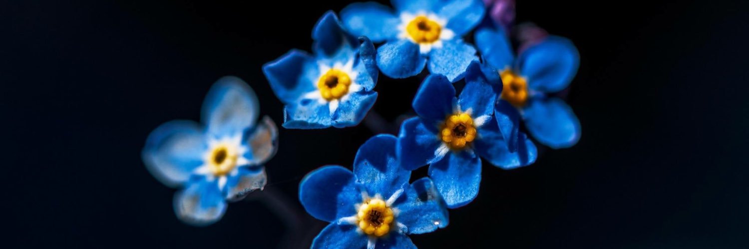 batyabrigitte's profile banner image