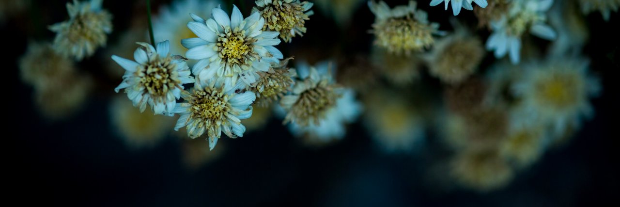 spice_tea's profile banner image