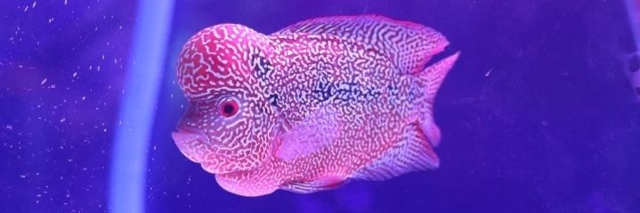 iijonk's profile banner image