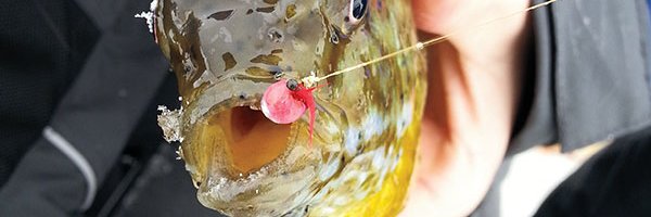 In-Fisherman banner