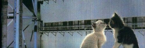 sqhism's profile banner image