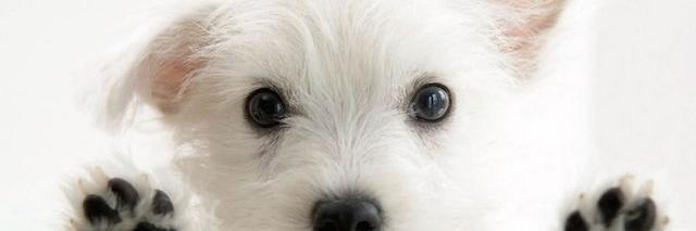 Habitat4Paws's profile banner image