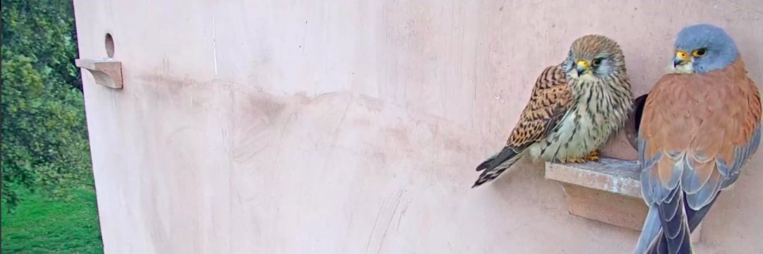 jadebustos's profile banner image