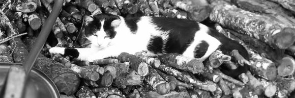 TBibaque Profile Banner