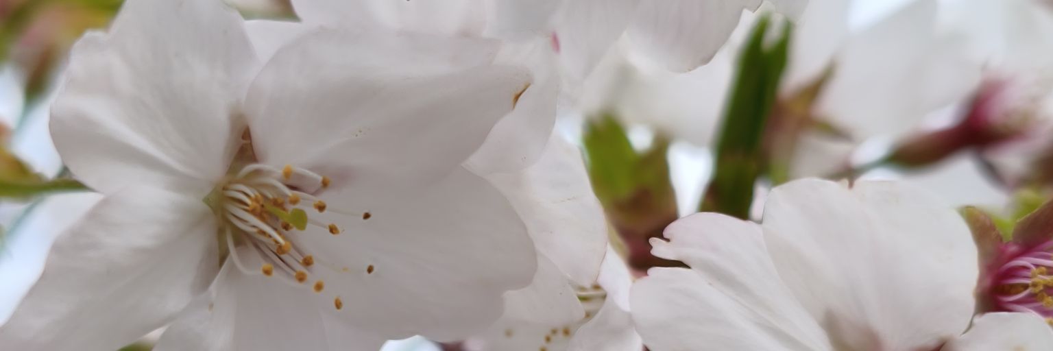 ^^ banner