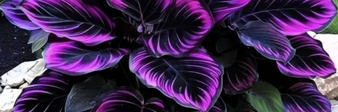 Teela banner