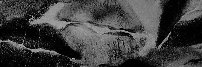 Ariany Gonçalves banner