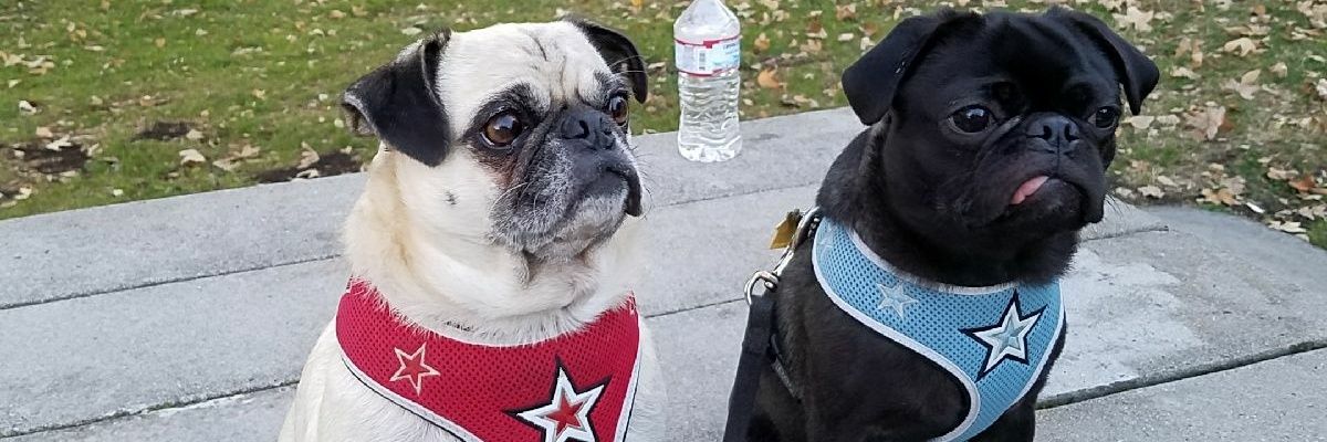 petgoodman1's profile banner image