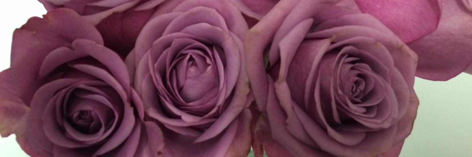 Ilanosh's profile banner image