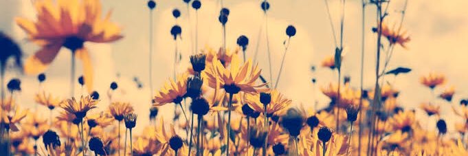 maryceff's profile banner image