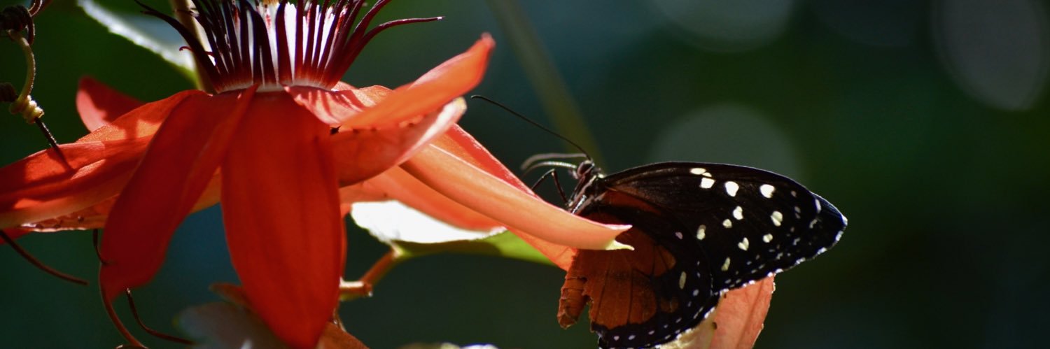 LauraMargison's profile banner image